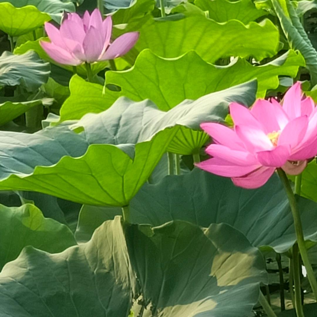 萧洒龙
