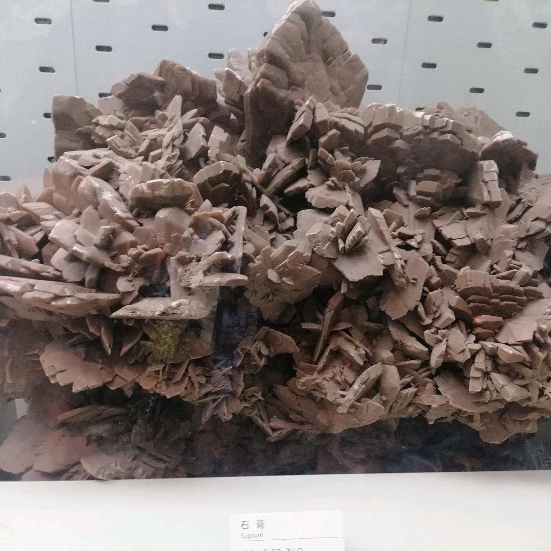 喜欢毛叶榄的虔桑道