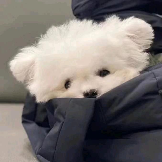 诗青