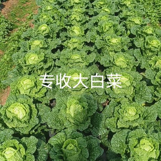 跑调哥