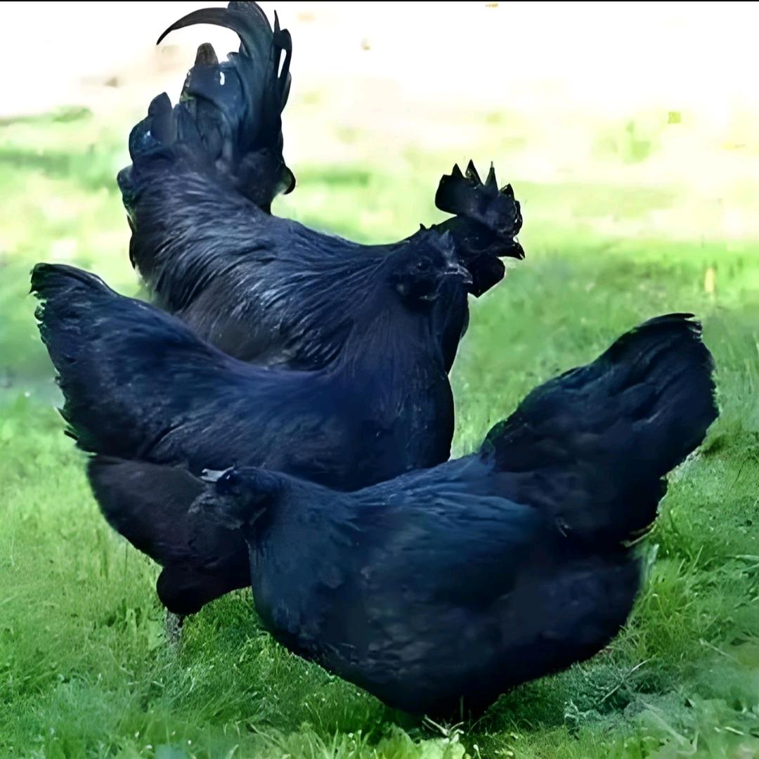 小张农业养殖