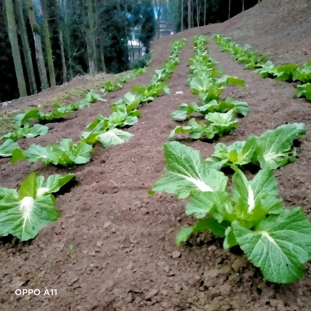 愿往后余生事事顺遂