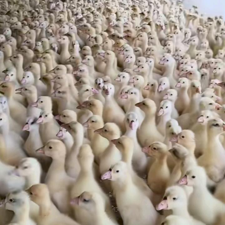 旭昇鹅苗销售