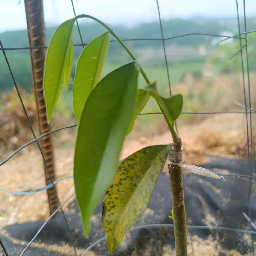 缘分沉香（专注虎斑2号）