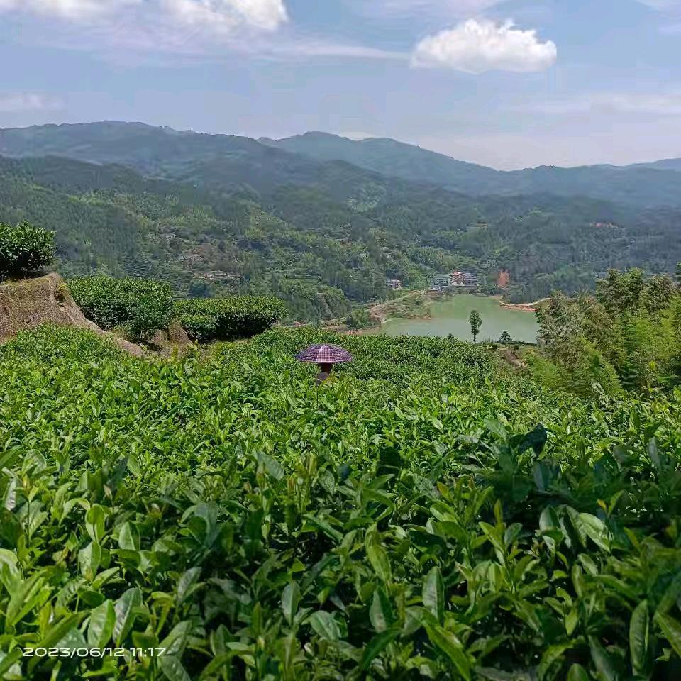 茶农平安是福