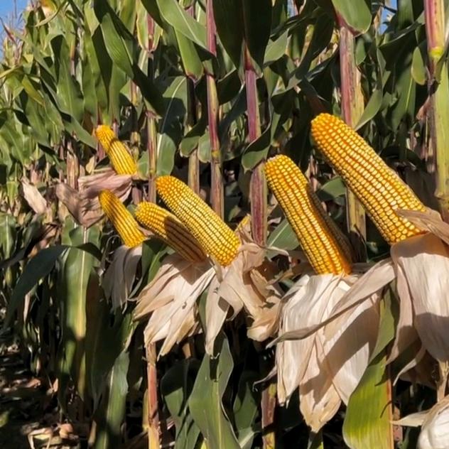 高产玉米优选