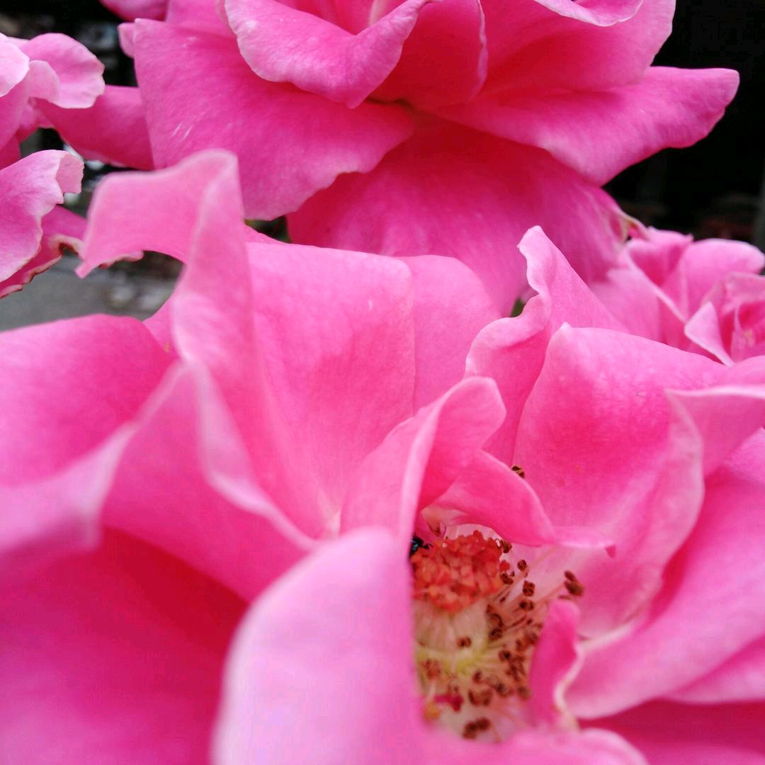 永不放弃🌹