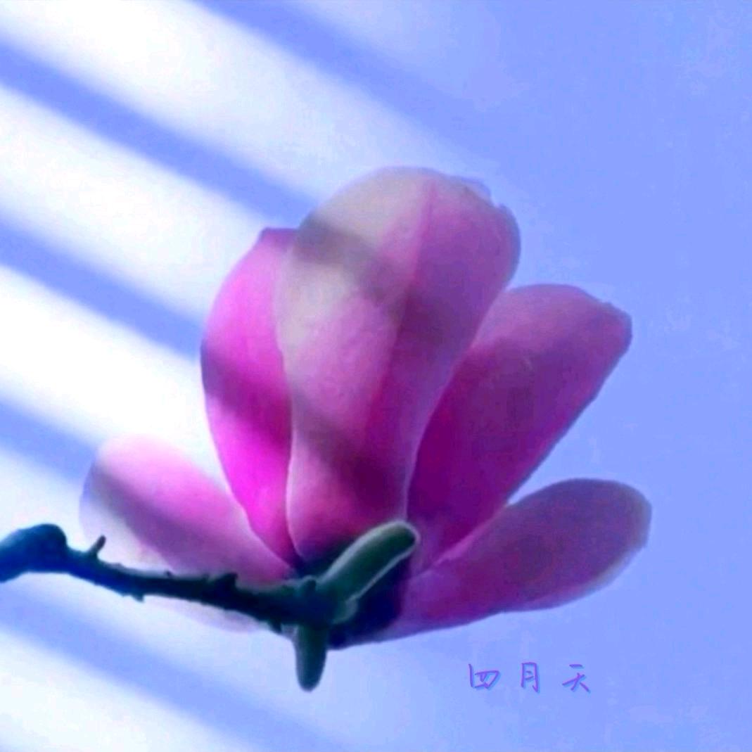 四月天