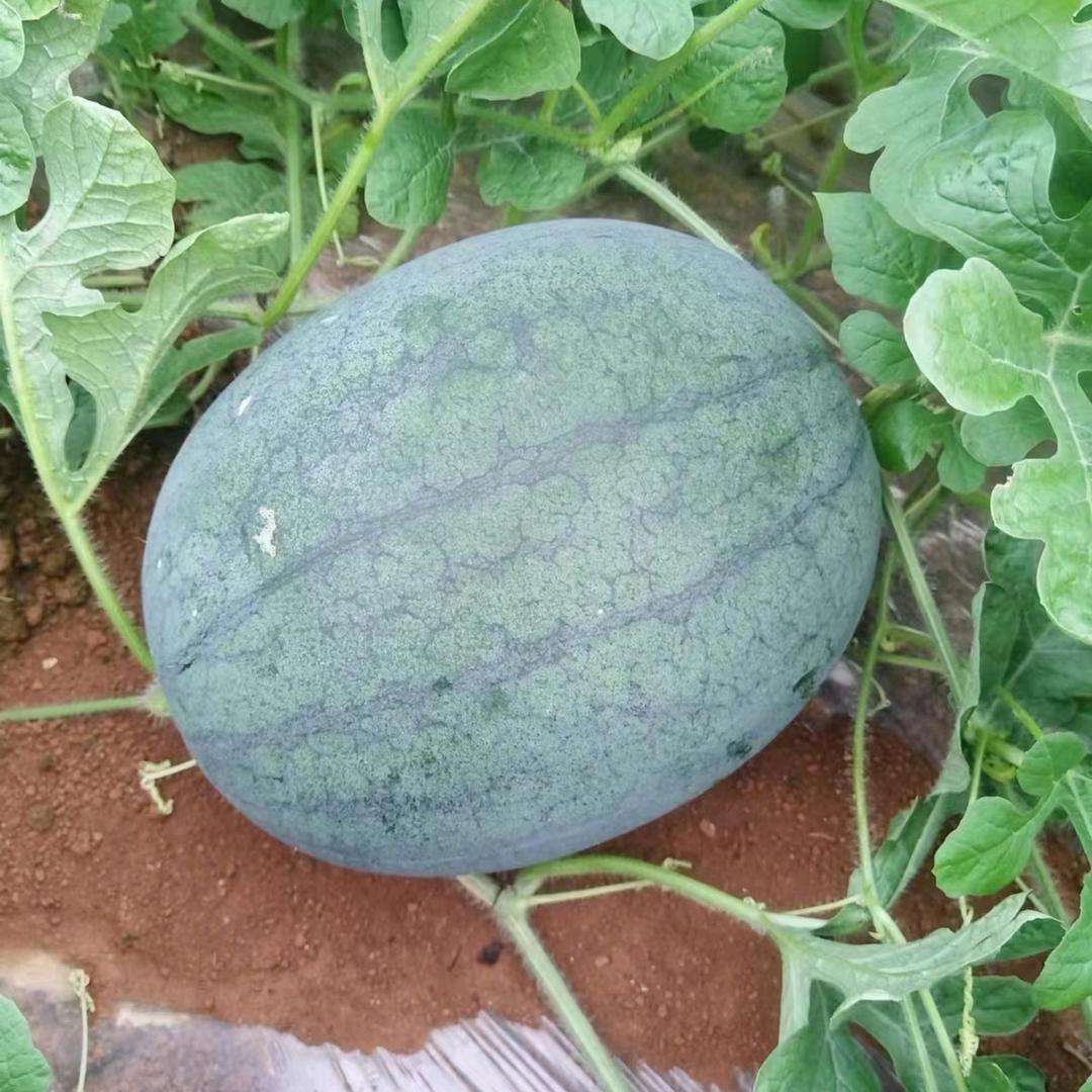 专业收西瓜蔬菜