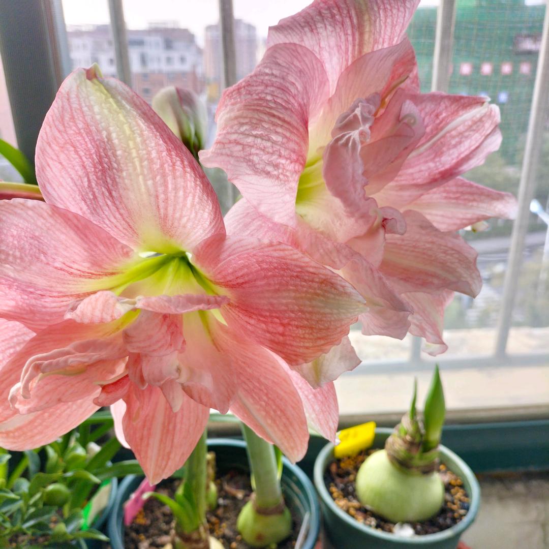 一入花门深似海