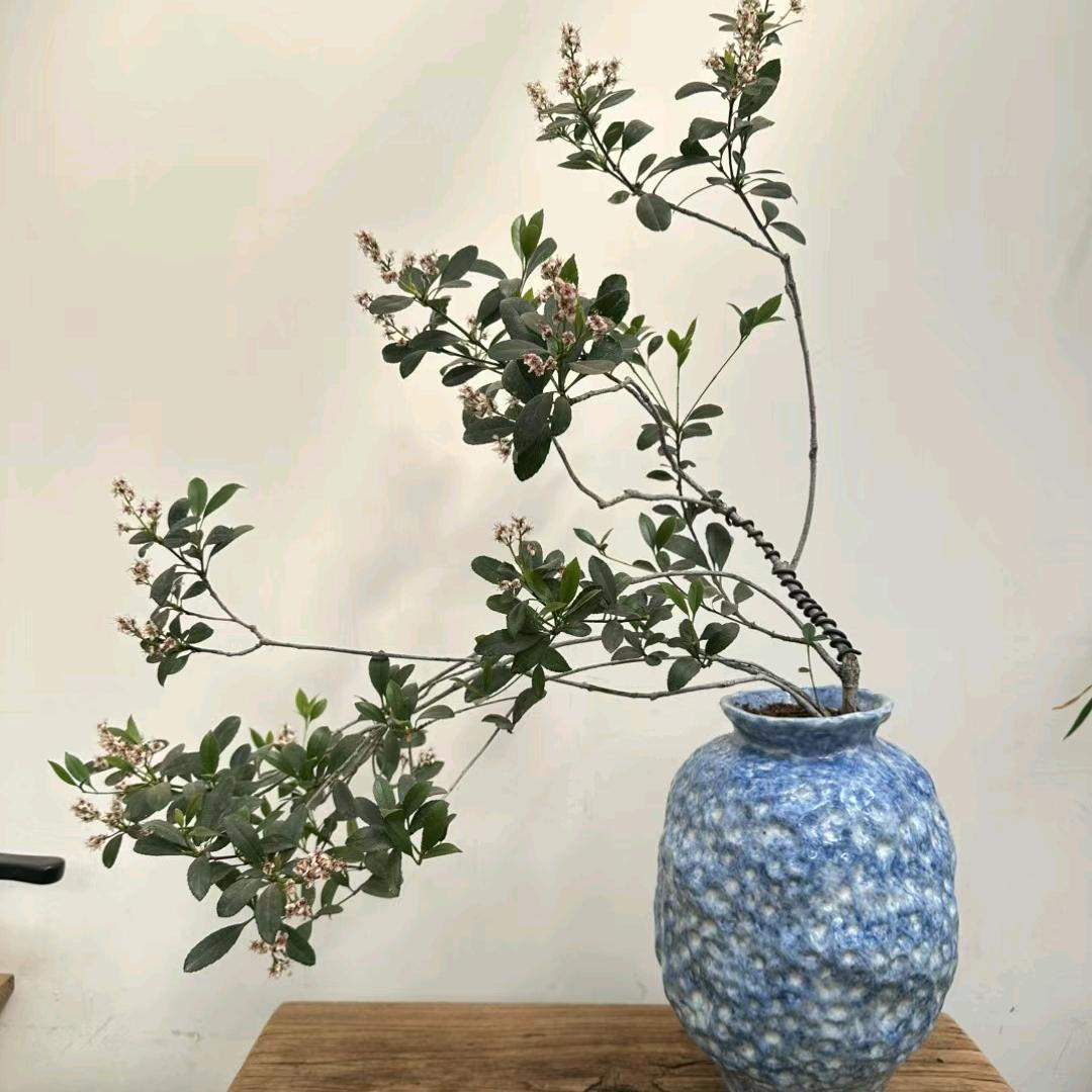 粉领颜植店