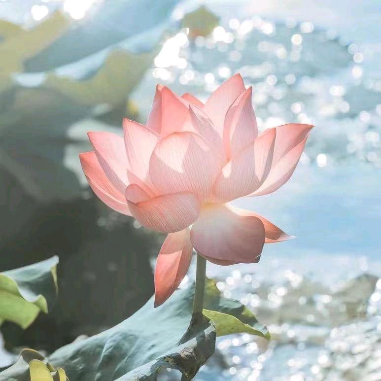 花开九宫