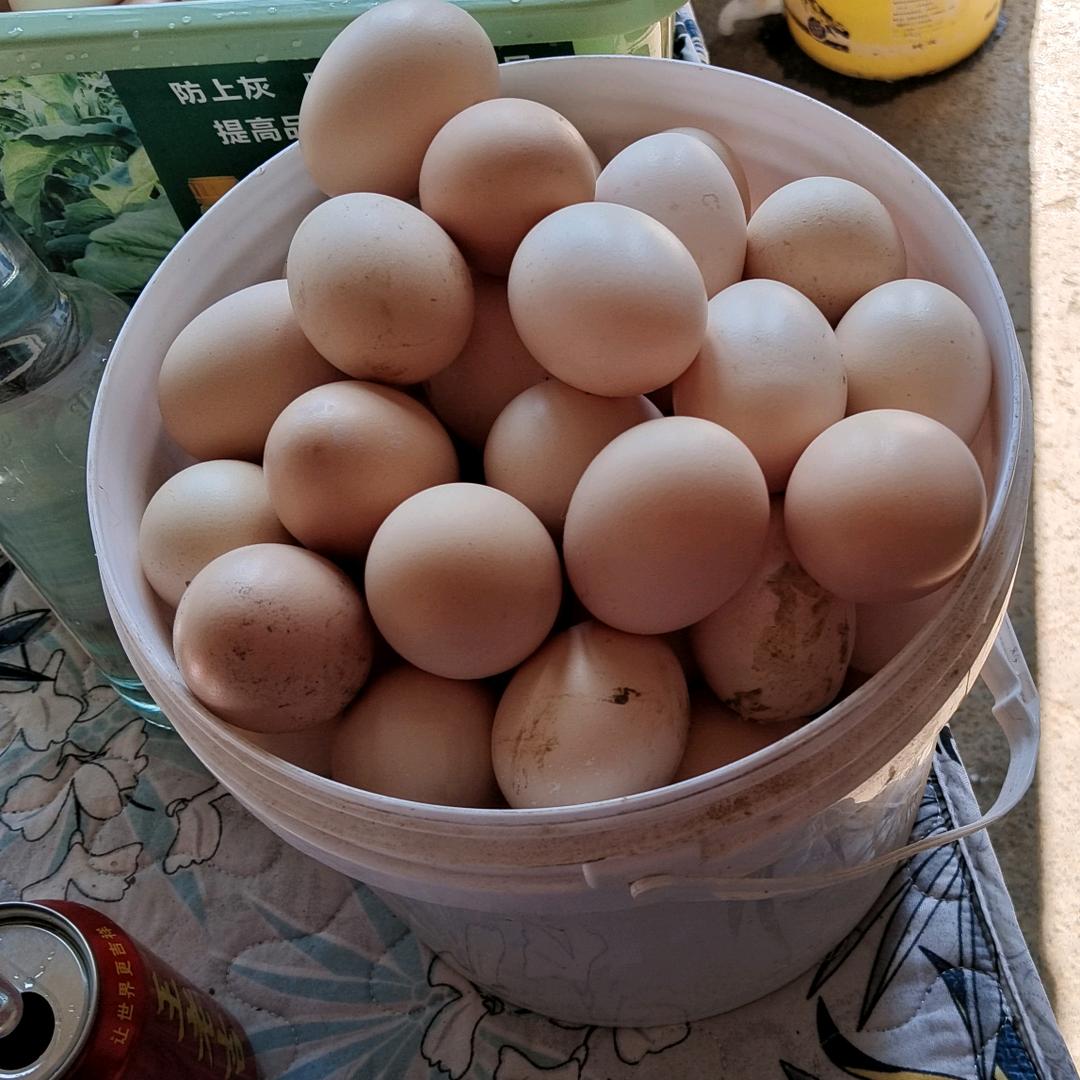 小英皮家河土鸡养殖场