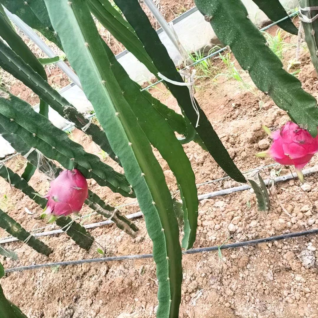 远航