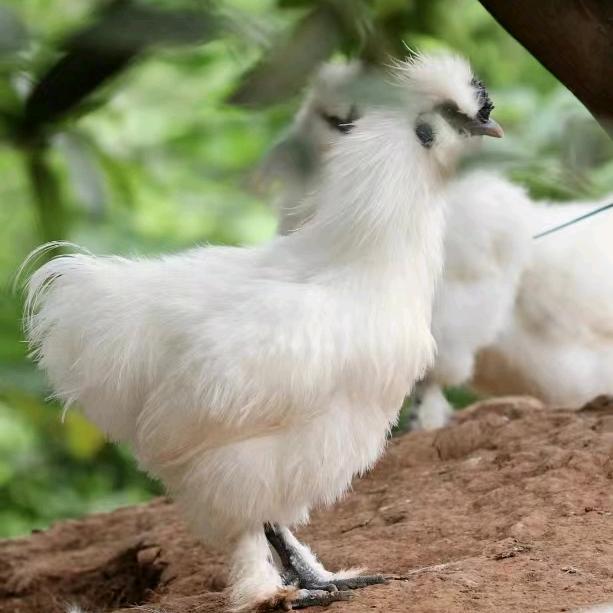 春春（泰和乌鸡）