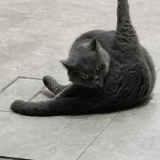 路边摊捉猫