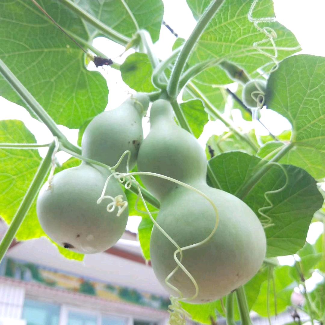 东华