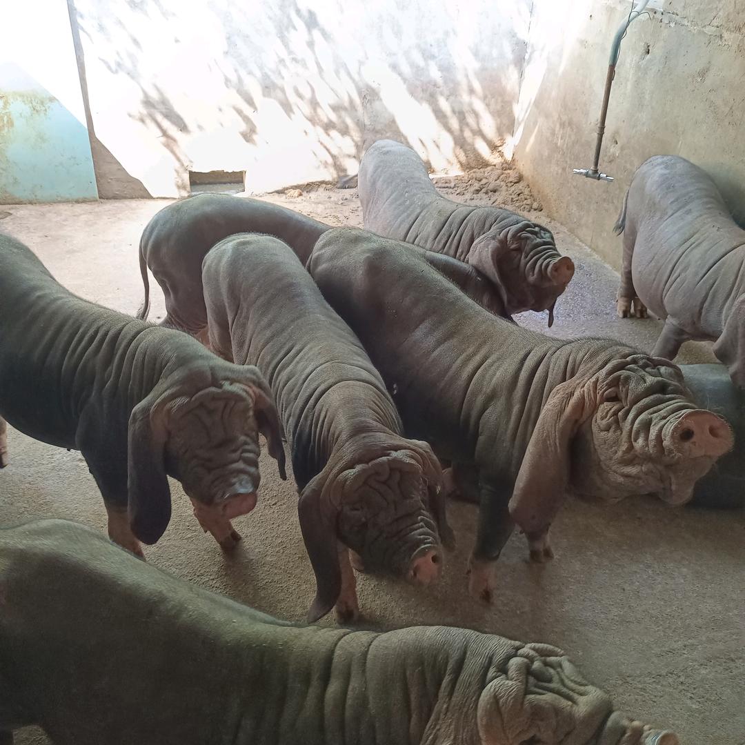 福建龙岩太湖母猪繁育基地