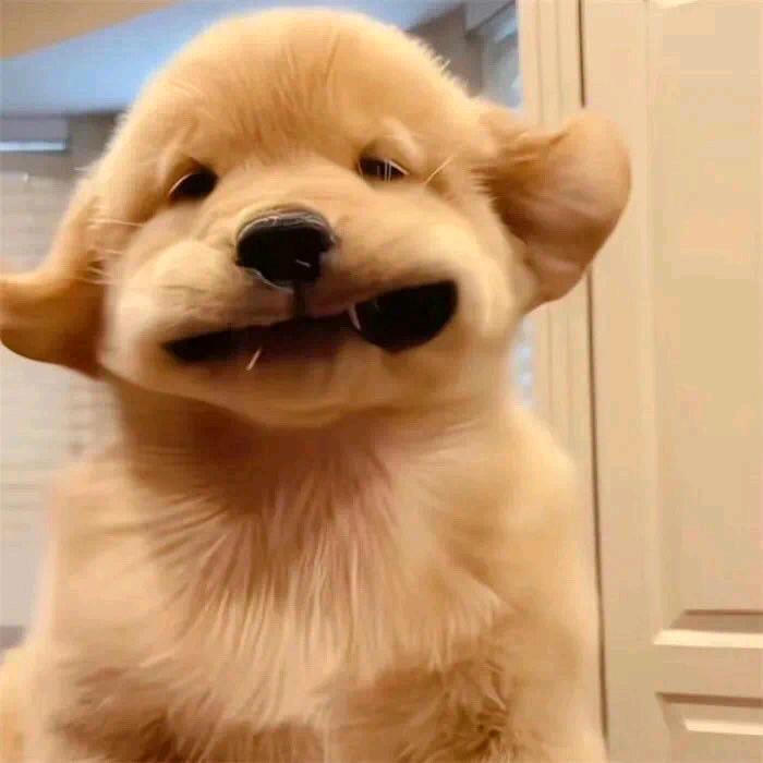 道自安