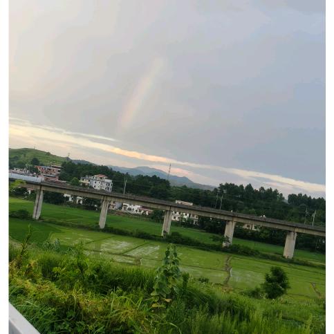 小仓鼠