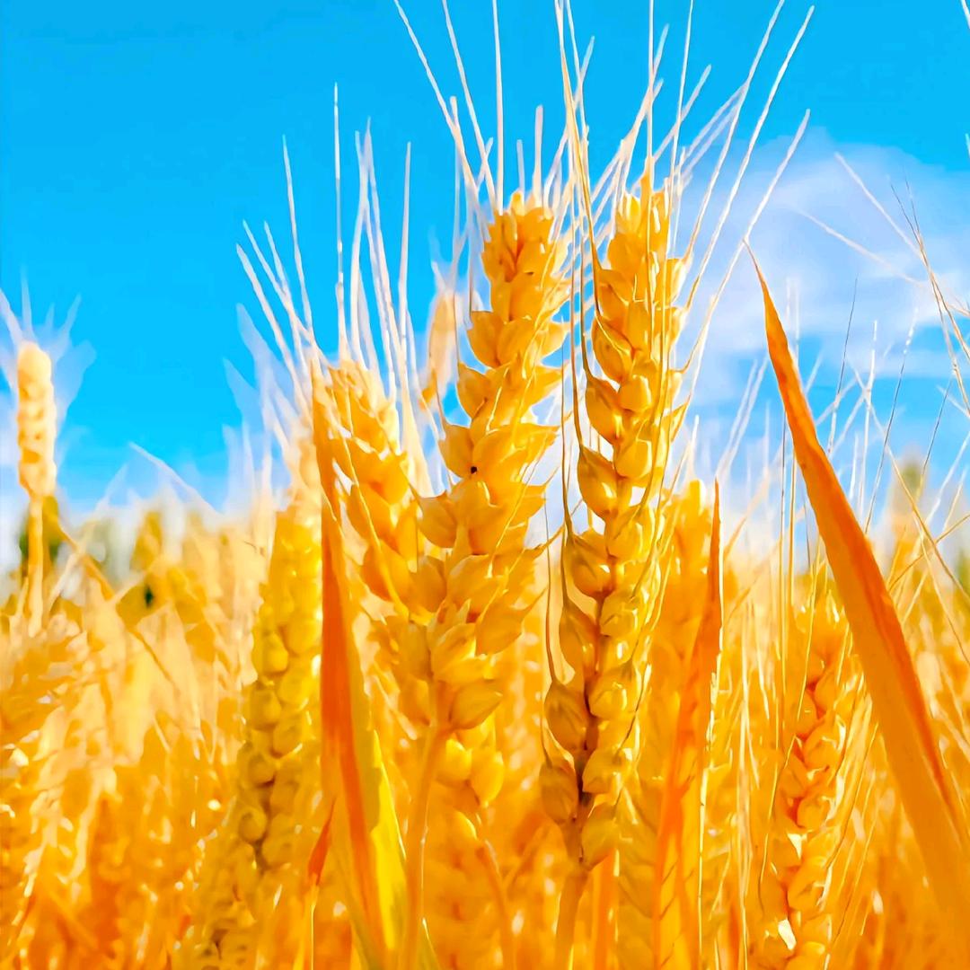 排骨姐（生鲜排骨猪肉批发）