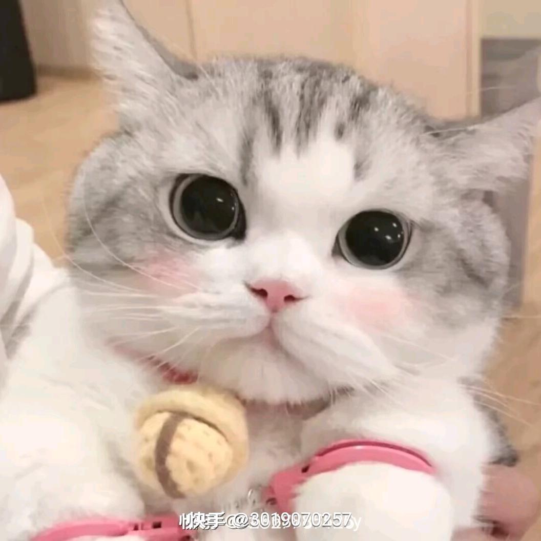 满目星辰