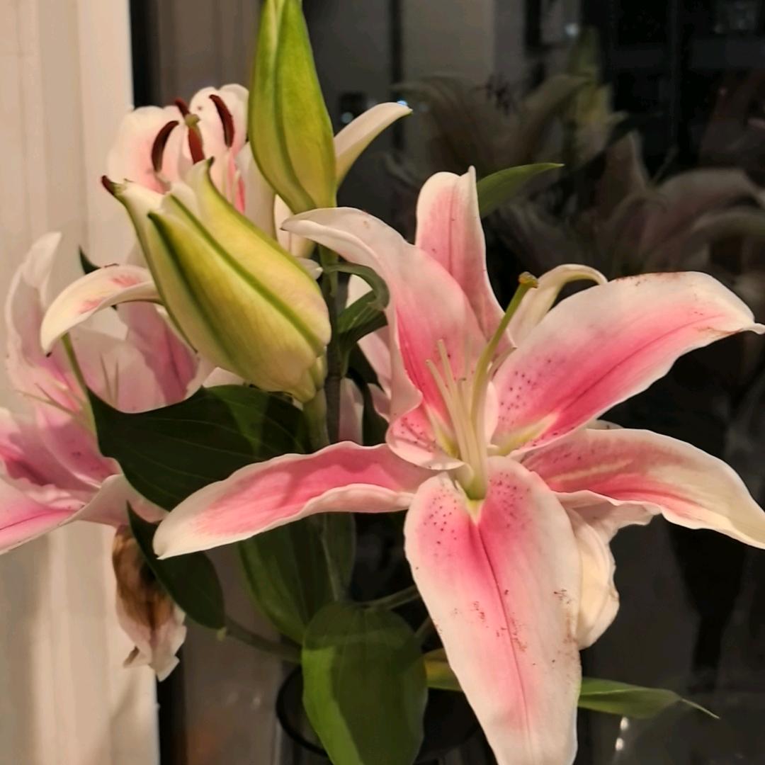🌸王女士