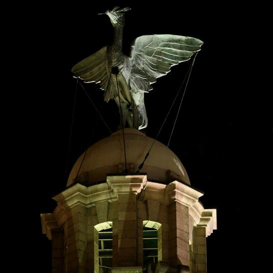 Liver Bird。