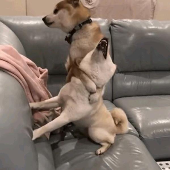 别闹