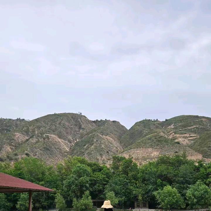 伊菲