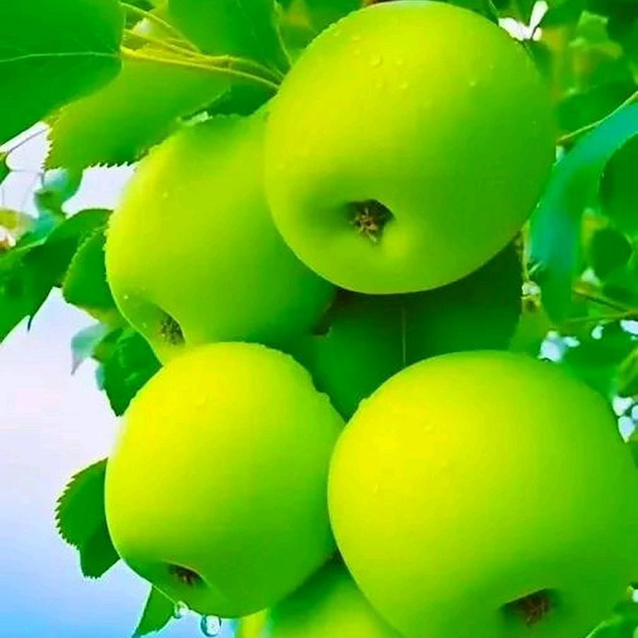 青苹果