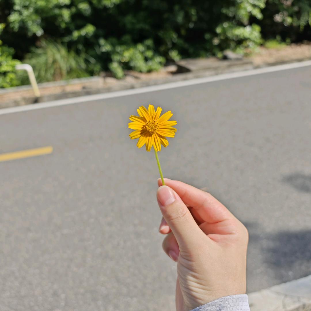 🐾🐾阿橙头像