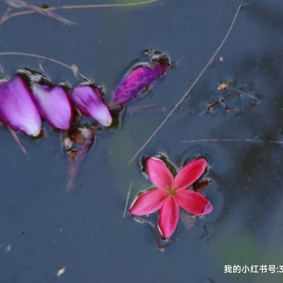 鸦青在在