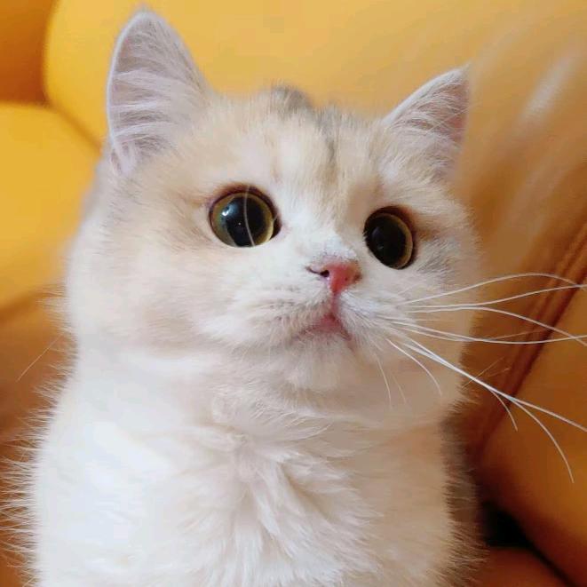 布丁家的猫😺