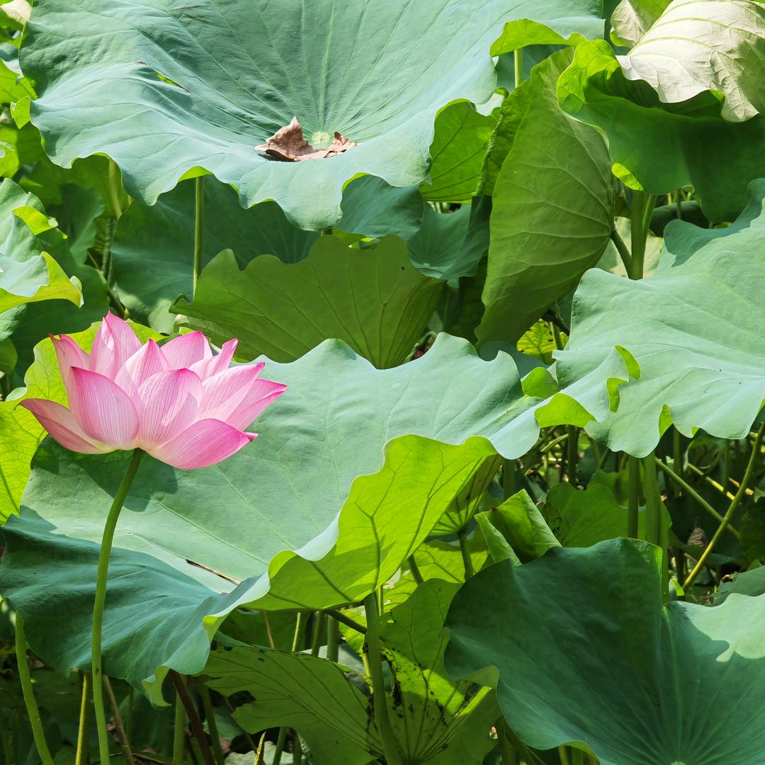 静若繁花
