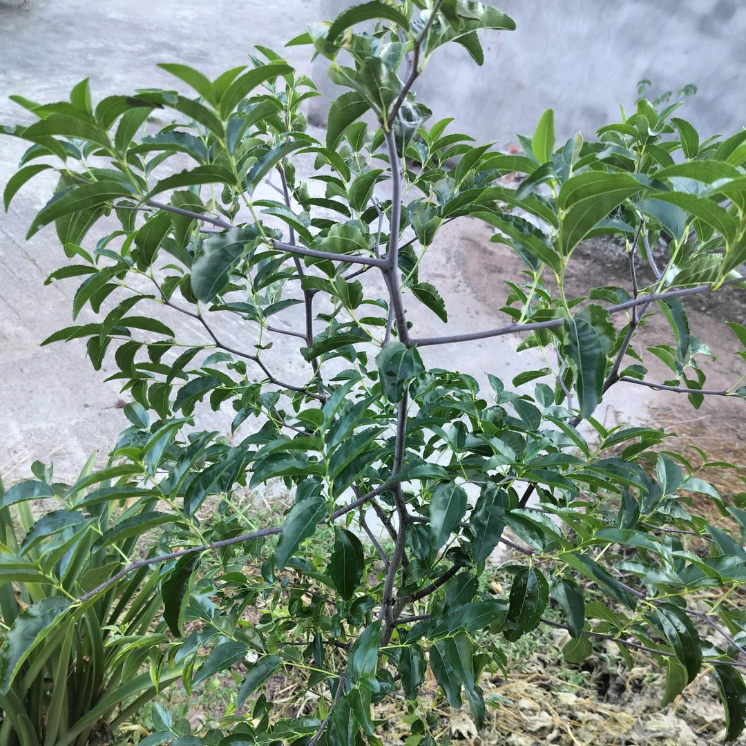 唐大姐(拒绝私聊)