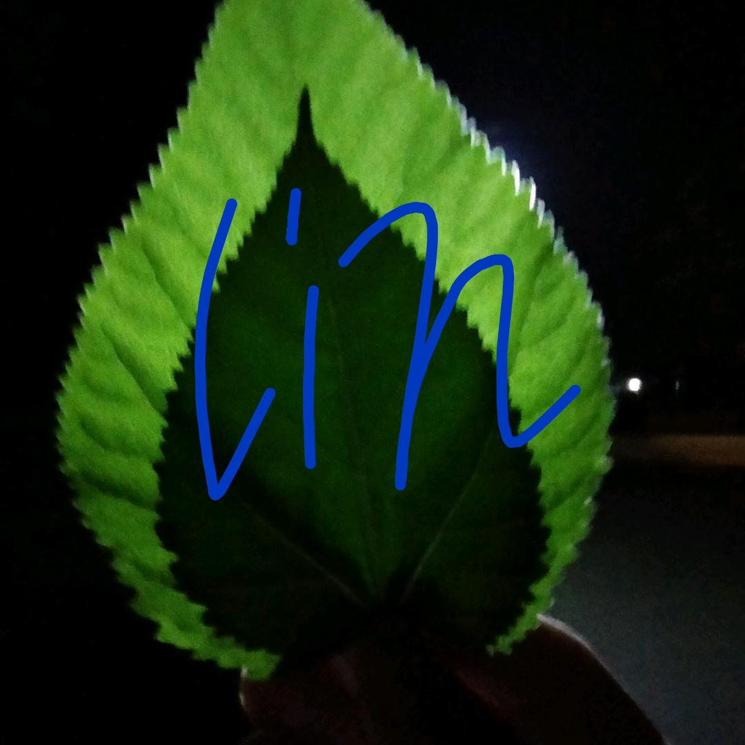 枫叶