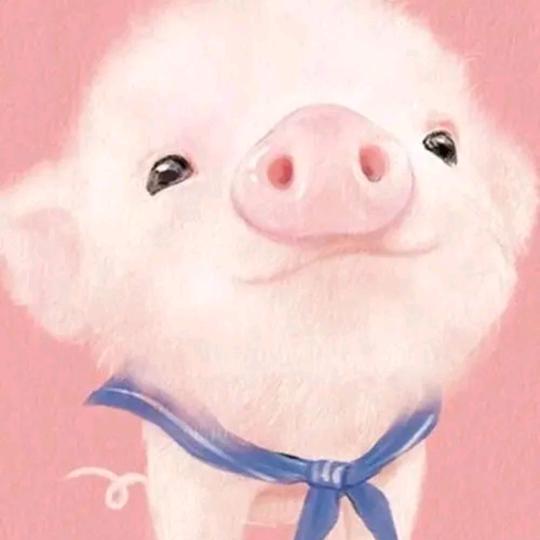 猪猪侠🐷