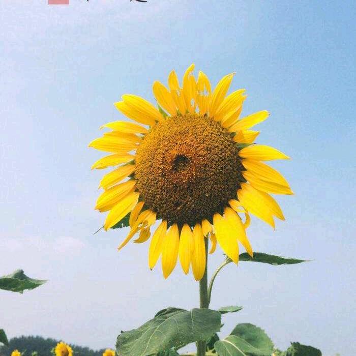 🥀এ᭄余生💔ོ࿐ᩚ随心
