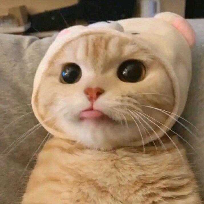 渝渝