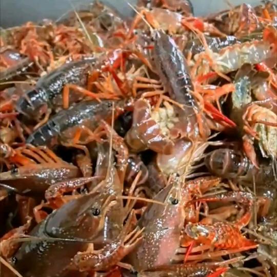小龙虾！潜江小龙虾！龙哥在厦门！