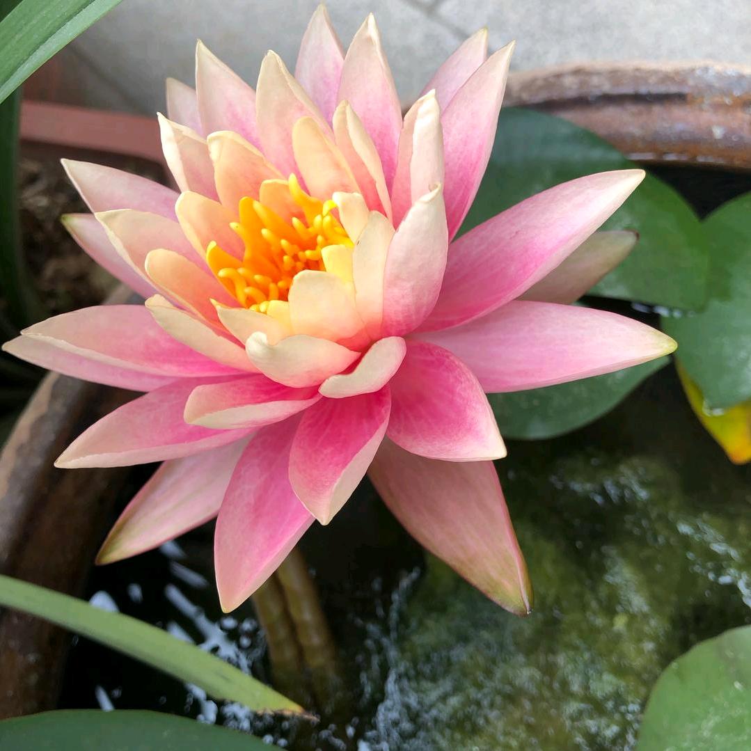 朵朵好