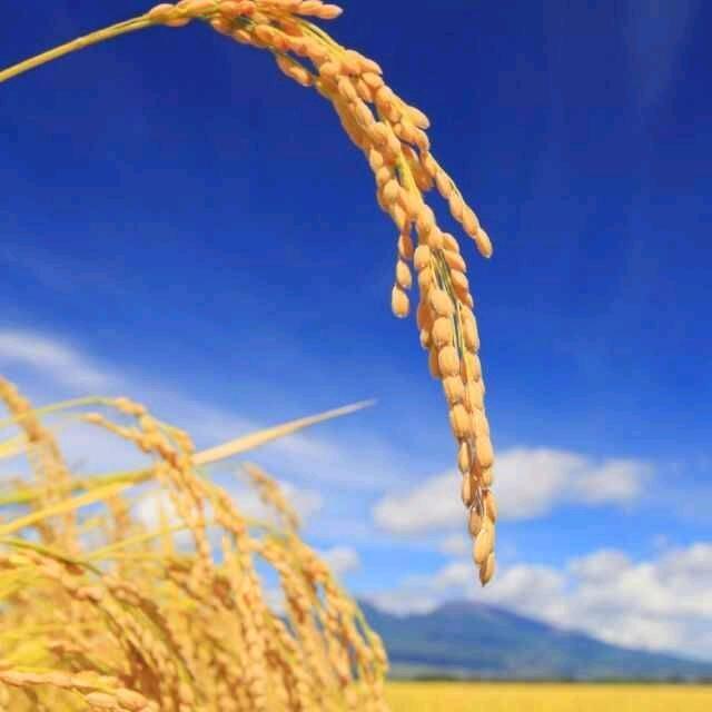 小王大食话