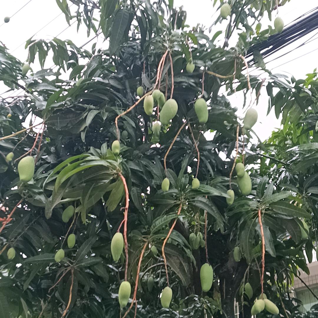 清风明月