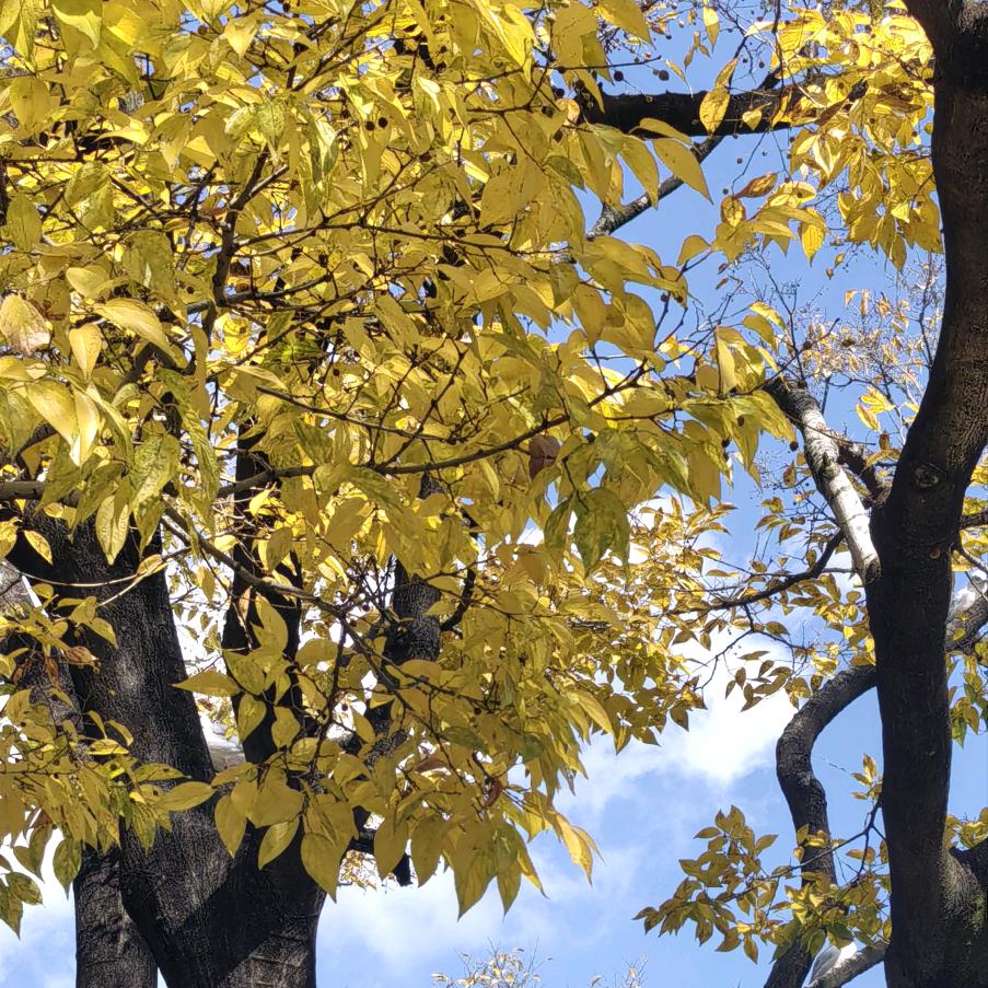 红姐（好货在橱窗）