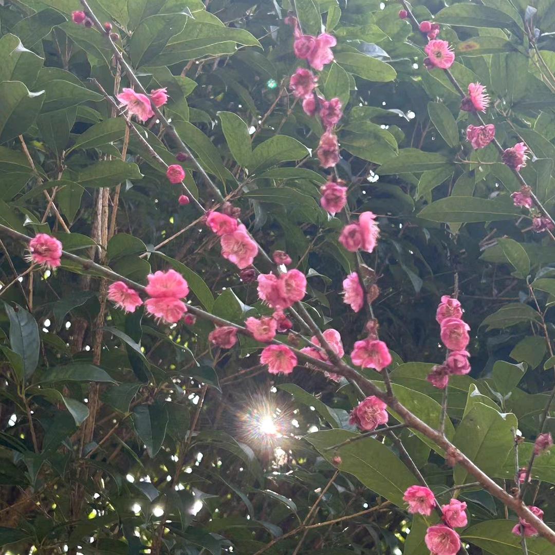 谈笑芹生