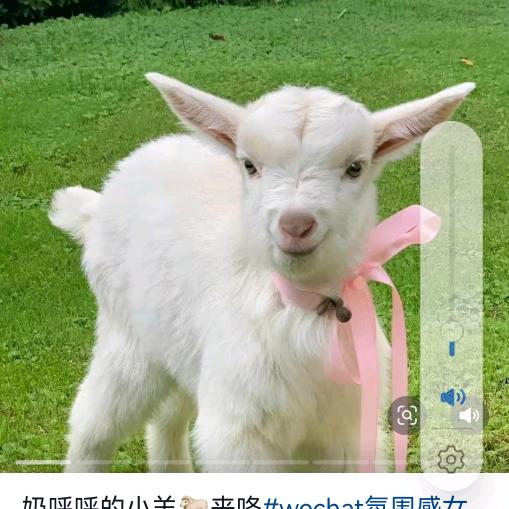 发酵纯羊粪厂家2