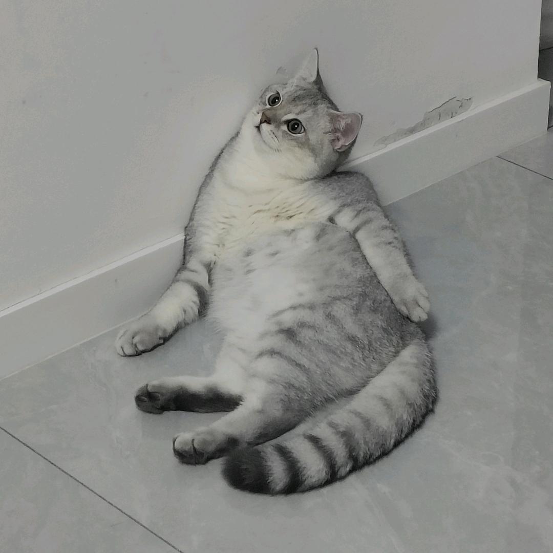 团团是只猫🐱
