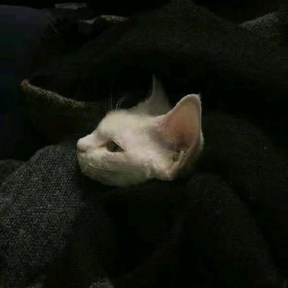zzz