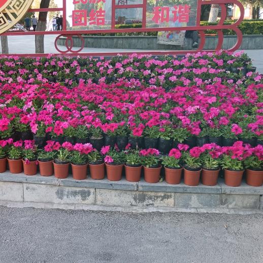 星月青春光荣🇨🇳🇨🇳